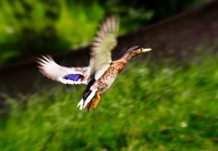 Beautiful Duck - duck, birds, nature, beautiful, green, mazare alexandru, animals