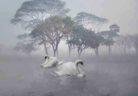 Swan Lake - white, swan, lake, animals