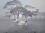 Swan Lake