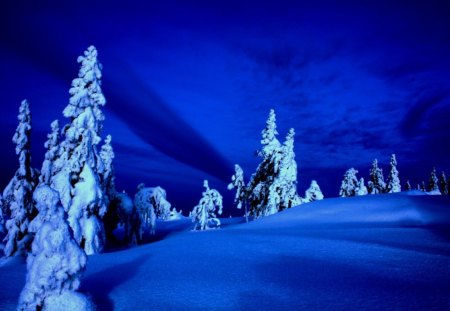 blue dreams - trees, winter, blue, snow, night