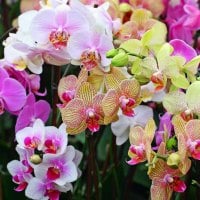 orchids