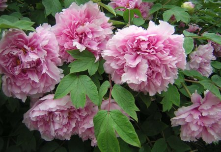 pink peonies - bush, pink, peony, flowers, spring