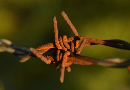 Rusty Barbed Wire - brown, rusty, macro, barbed, photography, barb, green, wire