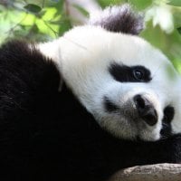 Panda Bear Relaxing