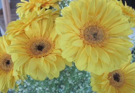 A bouquet of daisies - brown, flowers, daisies, photography, yellow, green