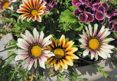 Daisies in my garden - white, purple, brown, flowers, daisies, photography, yellow, green