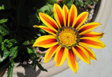 A Single Gazania Daisy