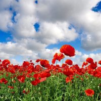 ~The Enchanted Poppy Fields~