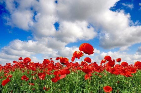 ~The Enchanted Poppy Fields~ - red, sky, poppies, clouds, flowers, spring, fields, nature