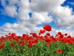 ~The Enchanted Poppy Fields~