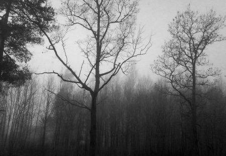 Depressing - nature, depressing, dark, forest