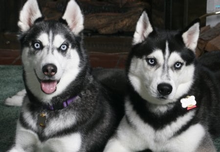 Siberian Huskies - pets, furry, beautiful, collars, black, Siberian Huskies, white, dogs, animals, blue eyes