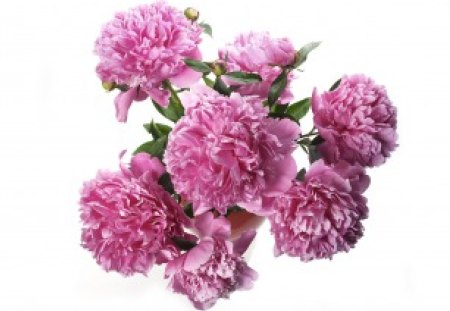 ~Pink Peonies~ - peonies, pink, flowers, lovely, bouquet, spring