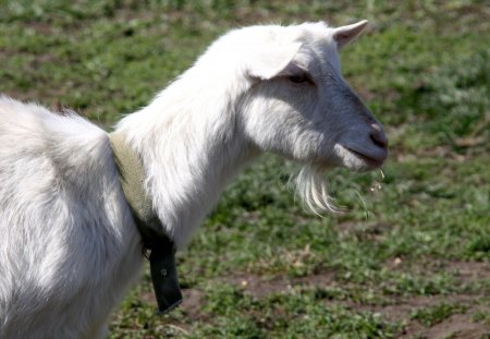 White Goat - gaot, beard, nanny, billy