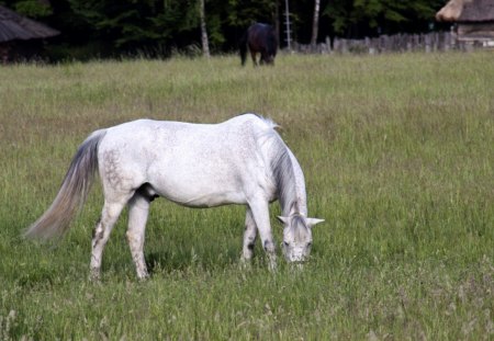 Horse Grazing - field, mane, horse, grazing