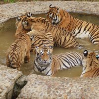 Bathing Tigers