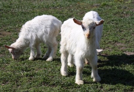  ✿  Cutie Kids  ✿ - grazing, goats, babies, kids