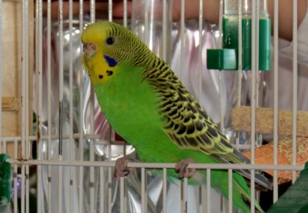 Budgerigar - cage, feathers, Green, budgerigar