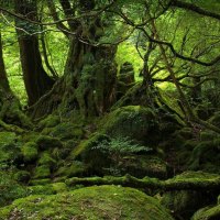 Yakushima, Japan