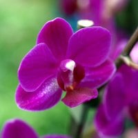 ~Purple Orchids~