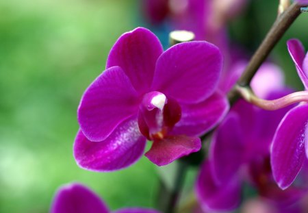 ~Purple Orchids~ - purple, orchids, flowers, spring, nature