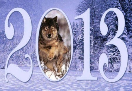 2013 - dogs, wolf, snow, year, animals