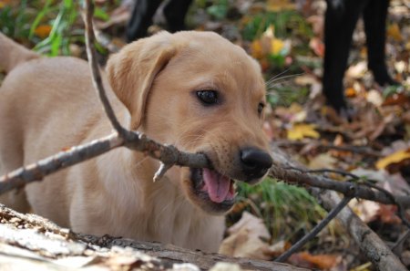 Too big for a bone - dogs, puppy, animals, dog