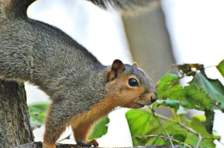 Curious Squirrel - squirrels, nature, squirrel, animals