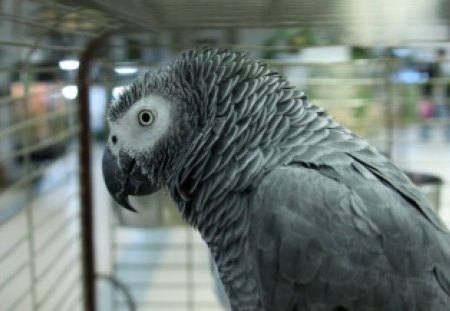 Hi I'm Jon - cage, gray, feathers, parrot