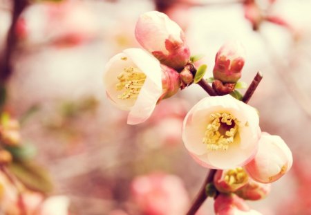 ~Flowering Quince~ - pink, beautiful, flowers, spring, tree