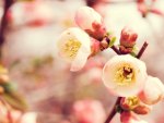 ~Flowering Quince~