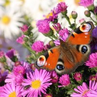 The Peacock Butterfly