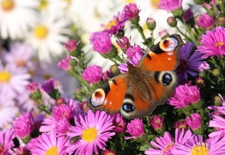 The Peacock Butterfly - daisies, flowers, white, spring, peacock butterfly, pink