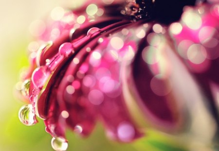 bokeh_drops__flower - water-drops, colorful, flower, nature