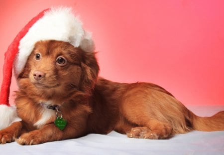 Christmas Dogs - animal, dogs, puppy, christmas