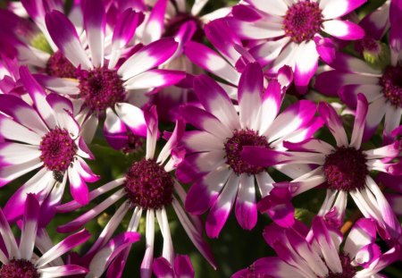 ~Purple & White Daisies~ - white, purple, flowers, spring, daisies, nature