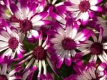 ~Purple & White Daisies~