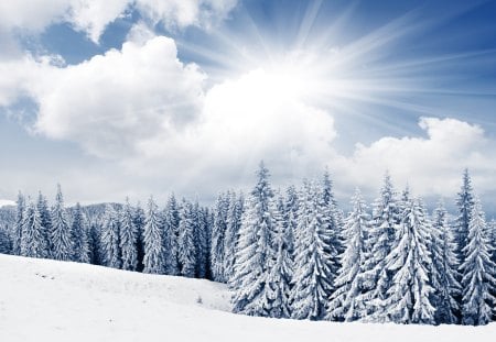 Winter Sun - beauty, sky, trees, peaceful, sun, mountains, view, clouds, sunrays, winter sun, snowy, rays, winter sunrise, landscape, sunlight, winter, lovely, nature, snow, beautiful, splendor, sunrise