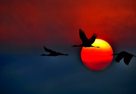 Sunset - clouds, birds, beautiful, splendor, beauty, lovely, sunset, nature, peaceful, sun, sky