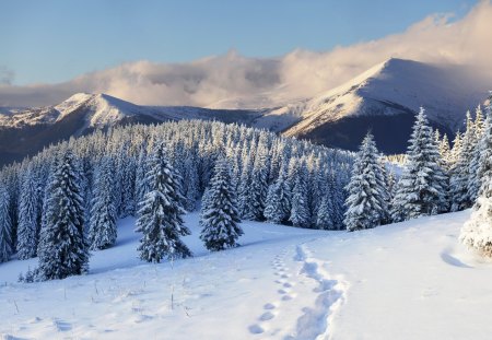 Winter Landscape - splendor, landscape, snow, view, sky, clouds, trees, winter, beautiful, snowy, beauty, lovely, tree, nature, winter time, footprints, mountains, peaceful