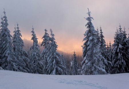 Winter - sky, trees, clouds, snow, winter, mountains