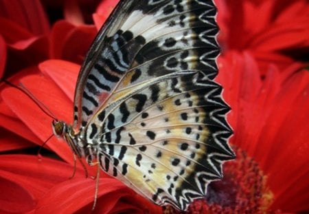 gentle touch - butterfly, gentleness, touch, red