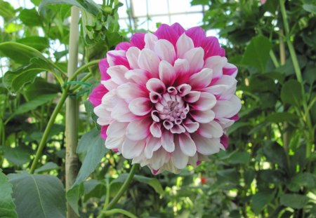 Two tone Dahlia - Dahlia, Flowers, Green, Pink, Photography