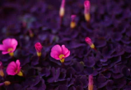 Pink and purple - nature, purple, beauty, leaf, flower, pink, trefoil