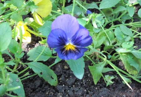 A Purple Pansy - purple, pansy, flowers, photography, yellow, green