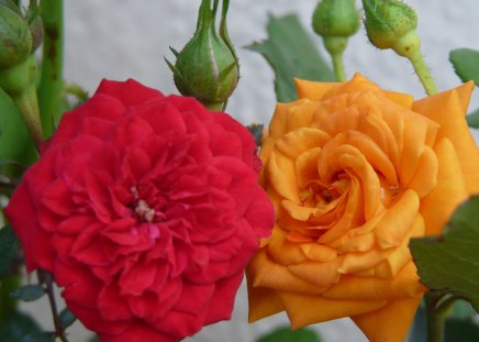 twin roses - cute, yellow, red, beautiful