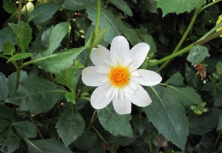 A Beautiful Daisy - Leaves, Yellow, Flowers, Green, Photography, Daisy, White