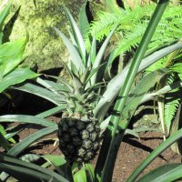 pineapple at the garden