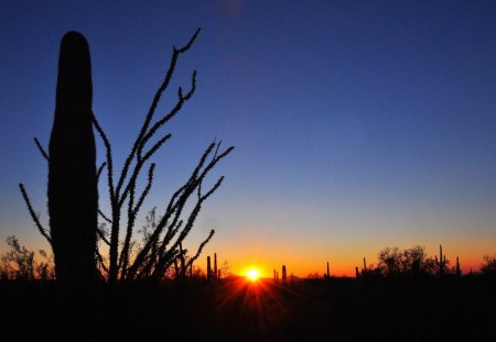 Evening Sun - sky, landscape, desert, trees, cactus, sun, colors