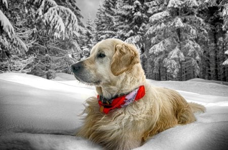 GOLDEN WINTER - cool, golden retriever, dog, snow, winter